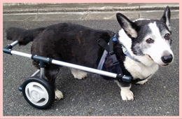 Amazon.co.jp: 中型犬用2輪歩行器 車いす コーギー 柴犬等 Mサイズ